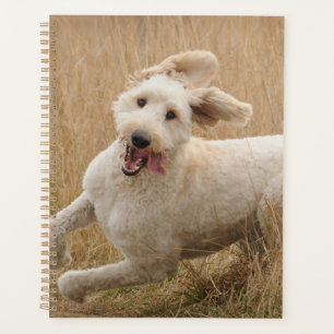 Goldendoodle Traverse L'Herbe
