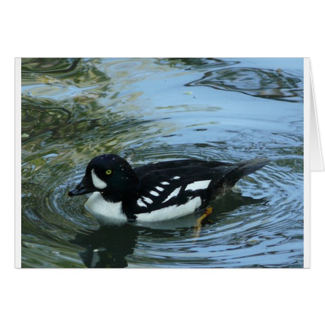 Goldeneye de brouettes (Devant horizontal)