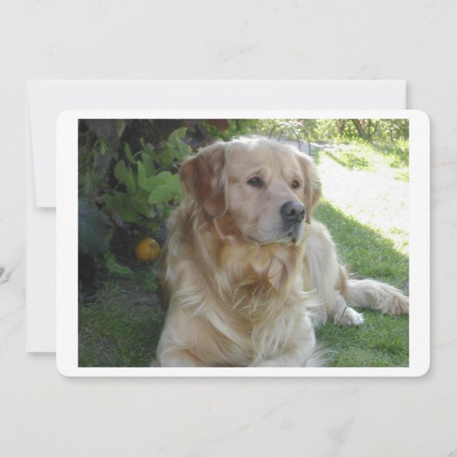 Goldenretriever pose 2.png (Devant)