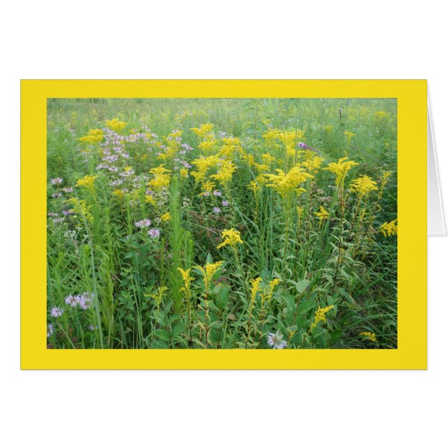 Goldernrod dans un jardin de prairie du Wisconsin (Devant horizontal)