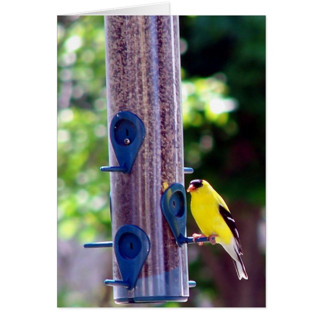 Goldfinch (Devant)