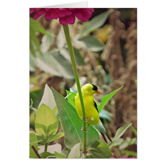 Goldfinch (Devant)
