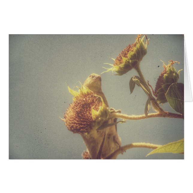 Goldfinch (Devant horizontal)