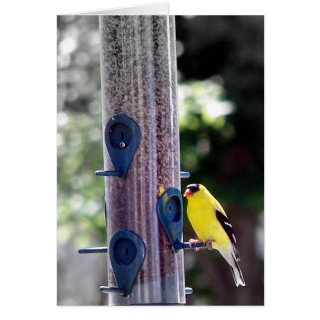 Goldfinch (Devant)