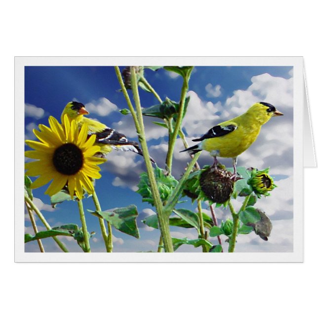 GoldFinch (Devant horizontal)