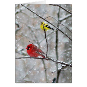 Goldfinch And Cardinal