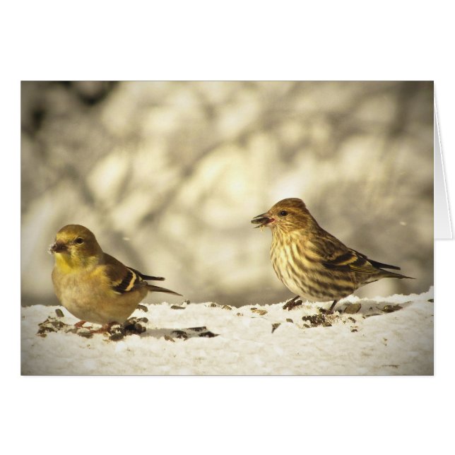 Goldfinch and Pine Siskin Blank Card (Devant horizontal)
