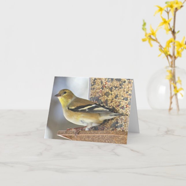 Goldfinch au chargeur - Carte blanche (Fleur jaune)