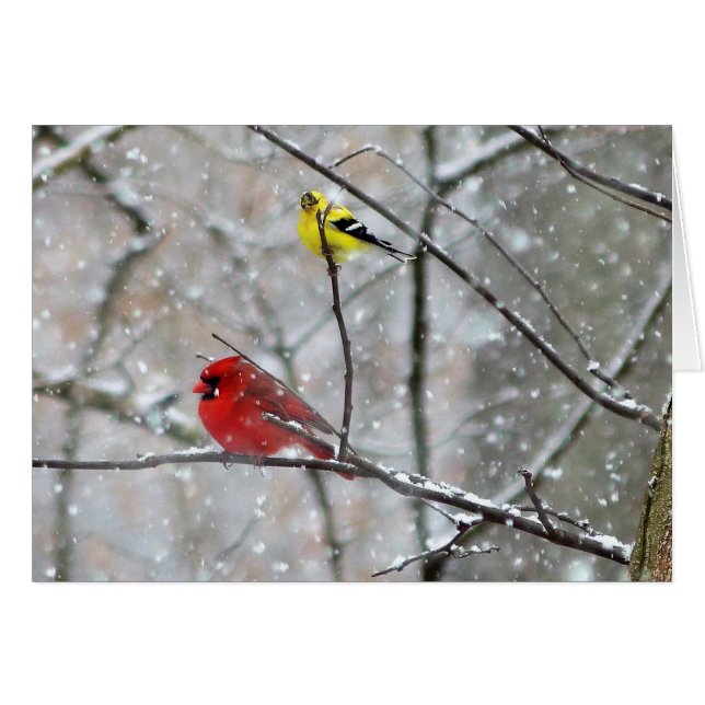 Goldfinch Et Cardinal (Devant horizontal)