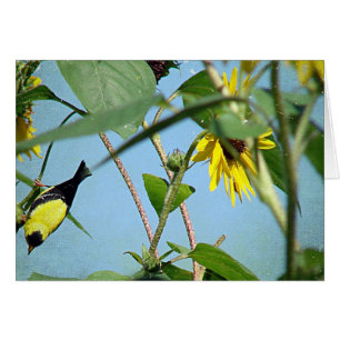 Goldfinch et Sunflowers