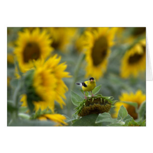 Goldfinch et Sunflowers - Carte blanche