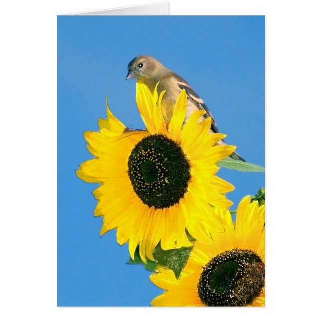 Goldfinch Et Tournesol (Devant)