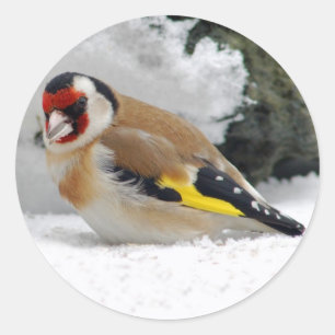 Goldfinch européen dans les autocollants à neige
