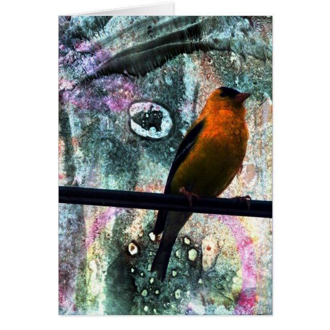 Goldfinch Grunge (Devant)