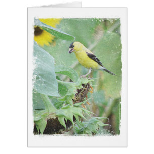 Goldfinch Grunge Toutes Les Occasions