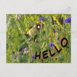 Goldfinch in Wild Flowers Field HELLO Carte postal