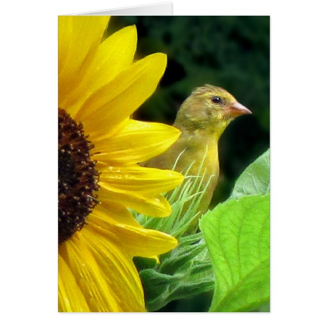 Goldfinch on Sunflower (Devant)