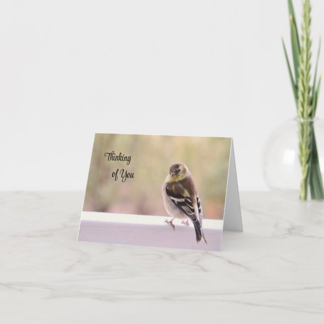 Goldfinch - Penser à votre carte (Devant)