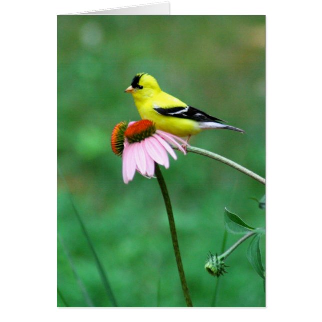 Goldfinch sur coneflower (Devant)