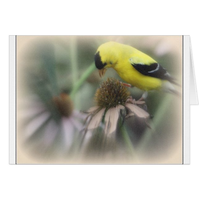 Goldfinch sur Thistle (Devant horizontal)