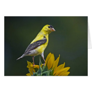 Goldfinch sur tournesol