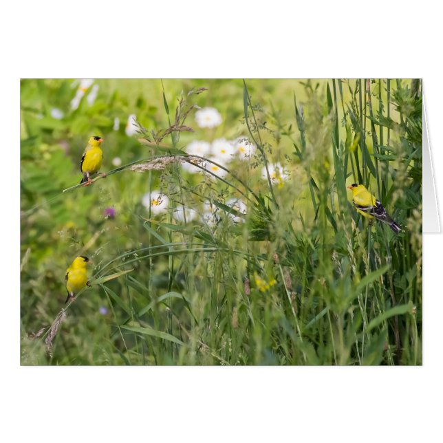 Goldfinches And Wild Flowers (Devant horizontal)