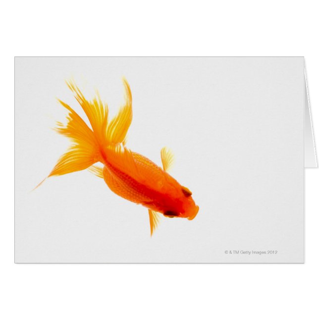 Goldfish, vue aérienne (Devant horizontal)