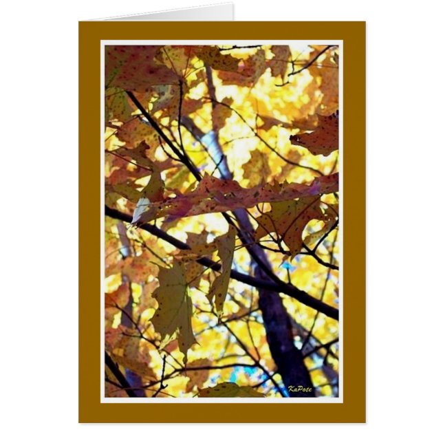 Golds d'automne (Devant)