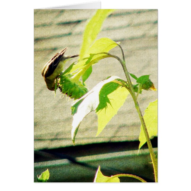 Golfinch et tournesol (Devant)