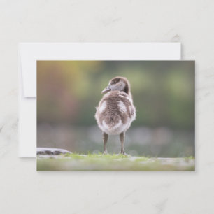 Goose Chick Nature Carte photo