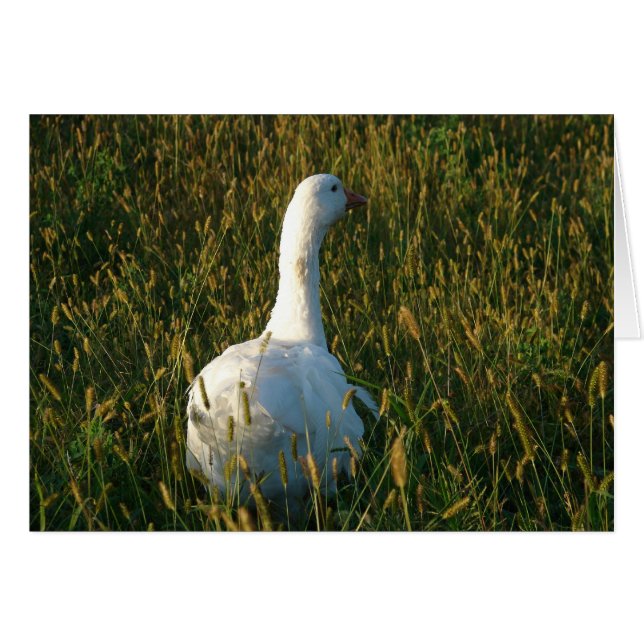 Goose in The Hay Meadow (Devant horizontal)