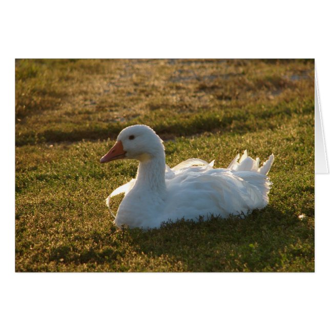 Goosey (Devant horizontal)