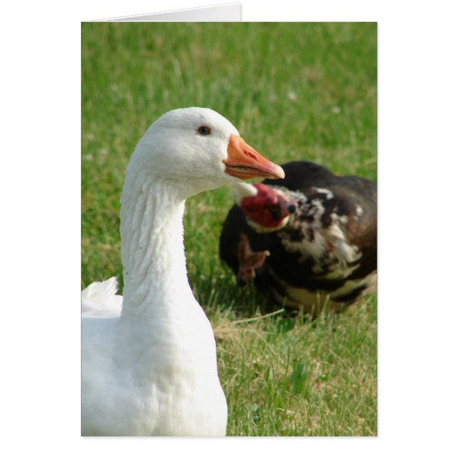 Goosey et Muscovy Drake (Devant)