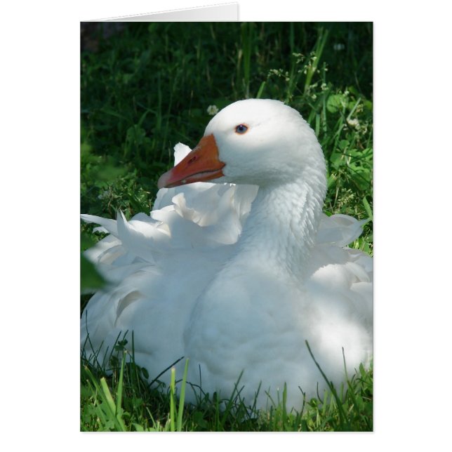 Goosey the Sebbie (Devant)