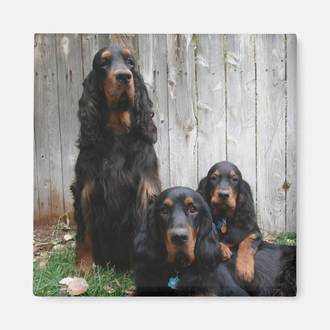 Gordon Setter Generations Magnet (Devant)
