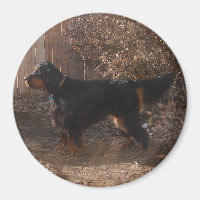 Gordon Setter Magnet