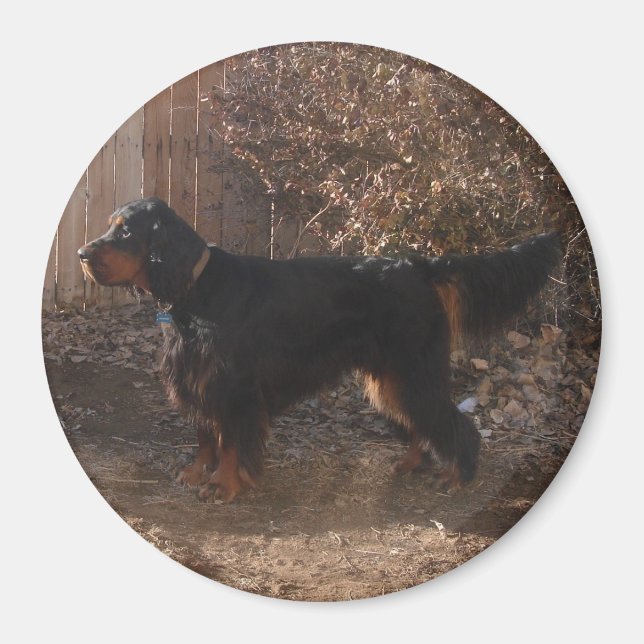 Gordon Setter Magnet (Devant)