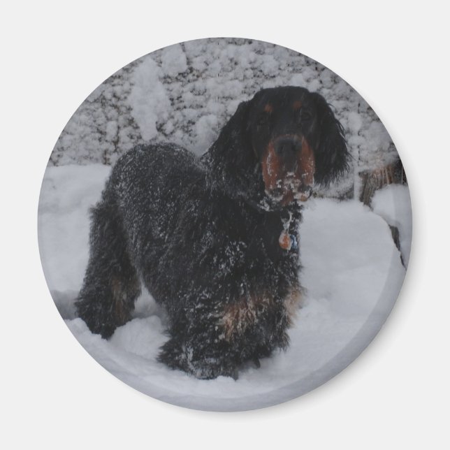 Gordon Setter Puppy Magnet (Devant)