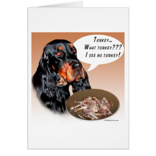 Gordon Setter Turquie