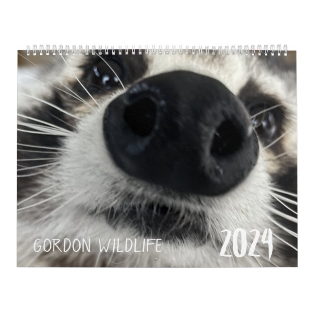 Gordon Wildlife Raccoon Calendrier 2024 (Protection)