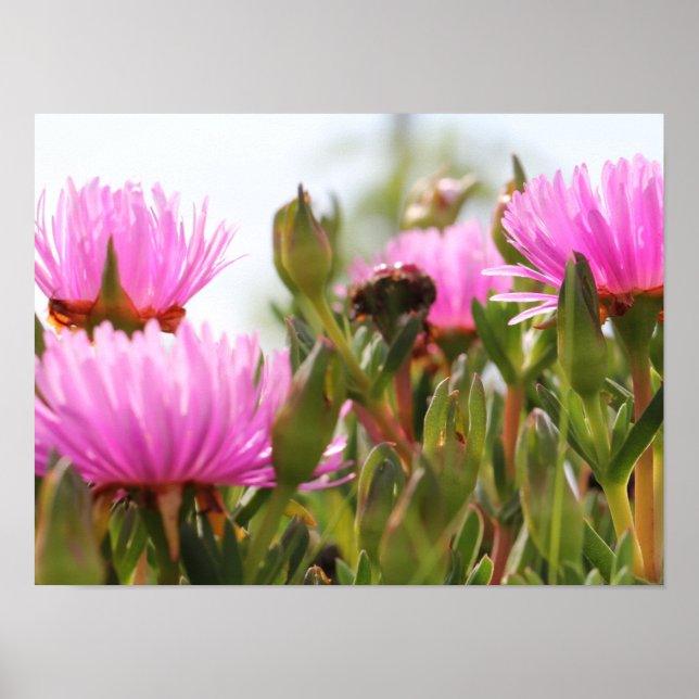 Gorgeous Pink Flowers A3 Poster (Devant)