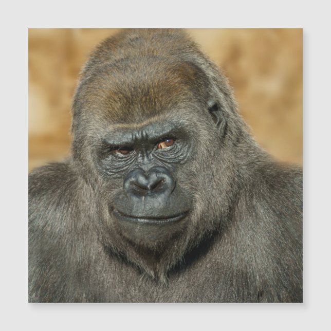 Gorilla (Devant)