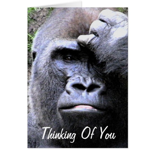 Gorilla_ (Devant)