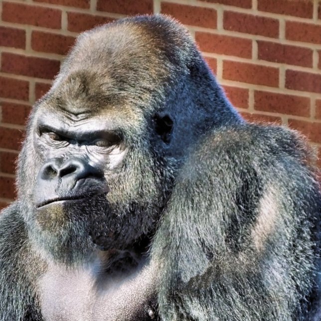 GORILLA (A photographic design of a cute thoughtful gorilla.)