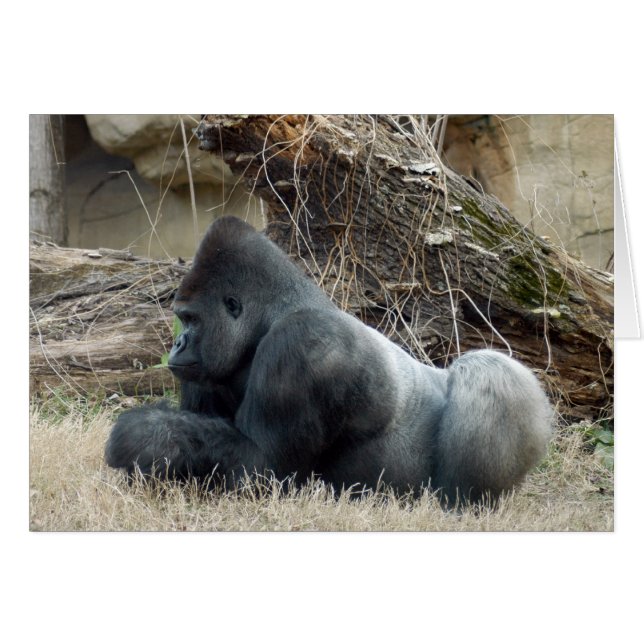 Gorilla_005 (Devant horizontal)