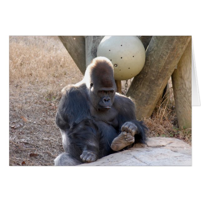 Gorilla_007 (Devant horizontal)