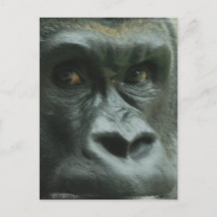 Gorilla dans les cartes postales de la Mist