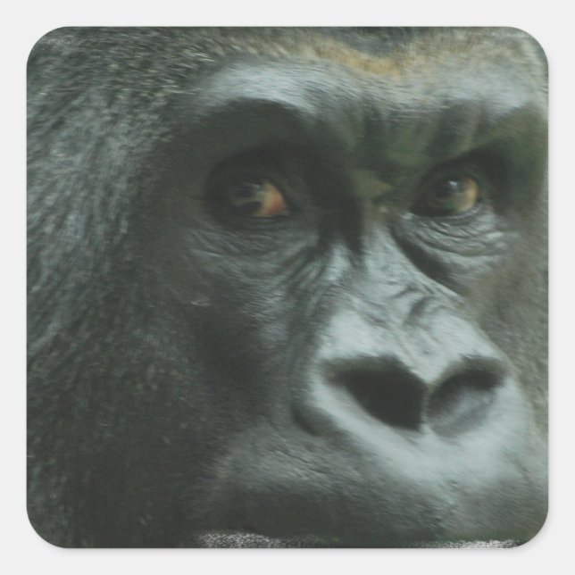 Gorilla dans les Stickers de la Mist (Devant)