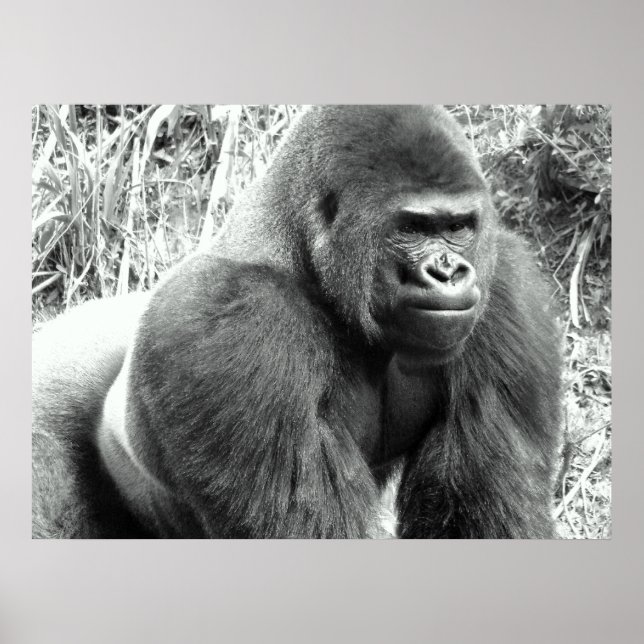 Gorilla in Black and White Poster (Devant)