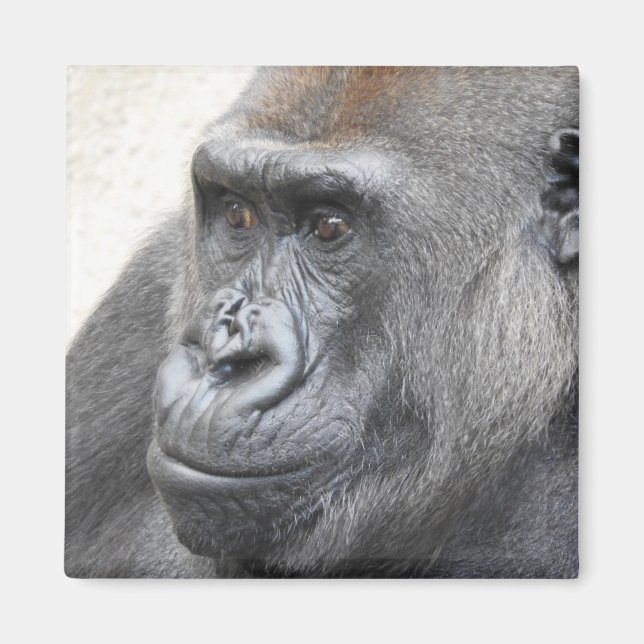 Gorilla Magnet (Devant)